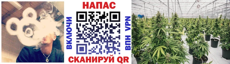 Бошки марихуана сатива  Балаково 
